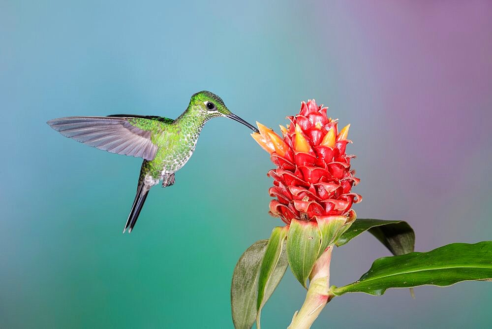 Green-crowned brilliant feeding on flowers