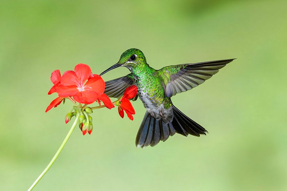 Green-crowned brilliant feeding on flowers