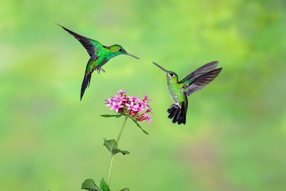 Green-crowned brilliant feeding on flowers