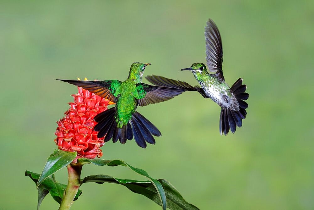 Green-crowned brilliant feeding on flowers