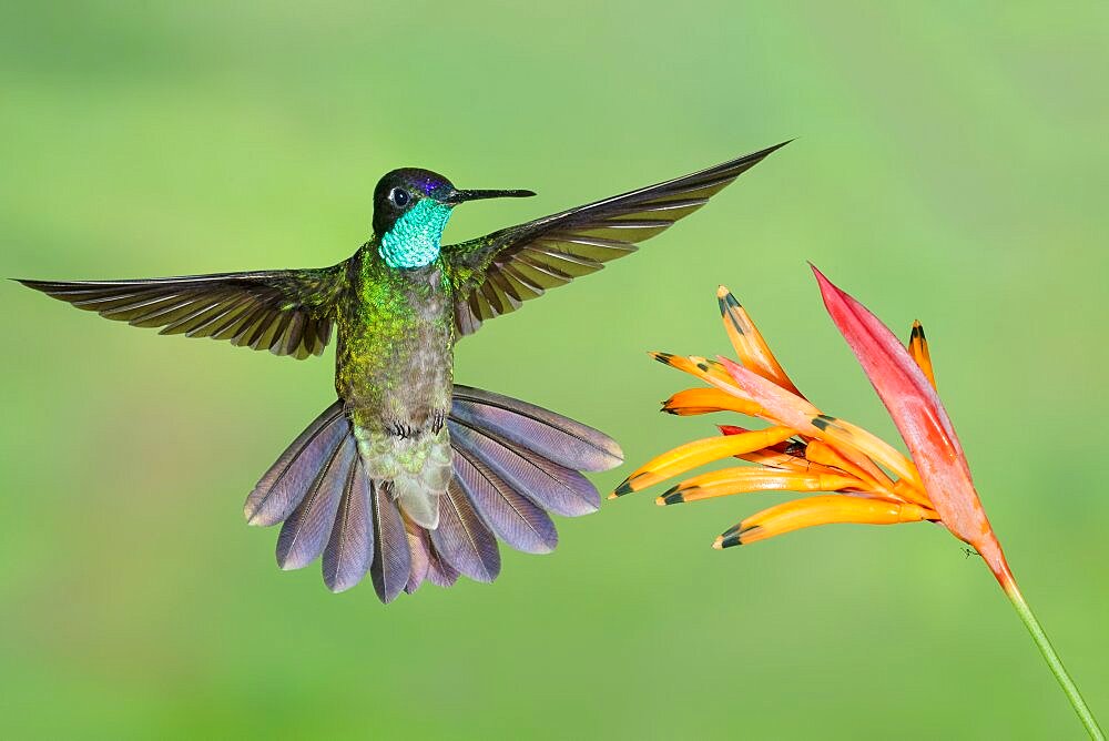 Magnificent Hummingbird; Eugenes fulgens