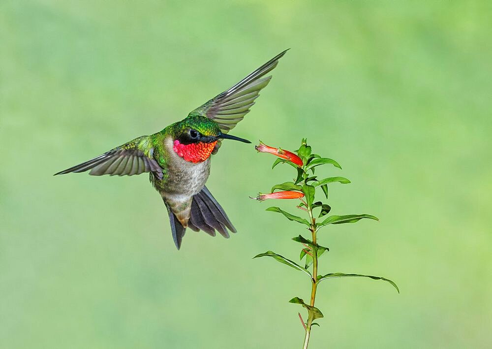 Ruby-throated Hummingbird, Archilochus colubris