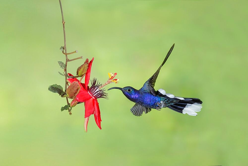 Violet Sabrewing, Campylopterus hemileucurus