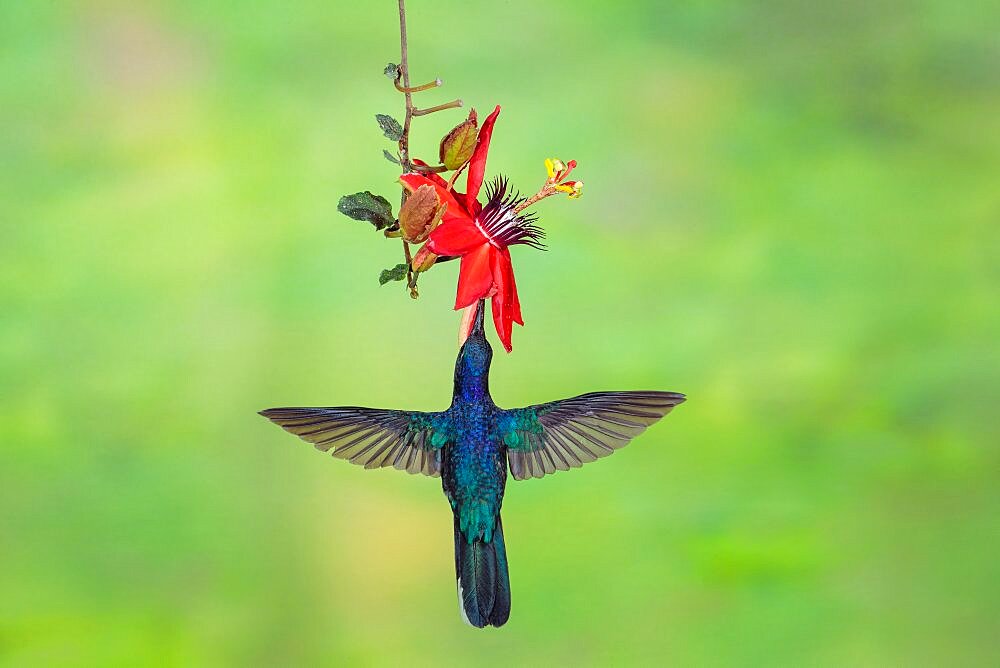 Violet Sabrewing, Campylopterus hemileucurus