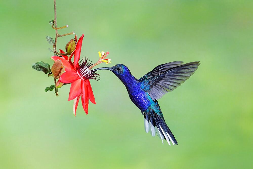 Violet Sabrewing, Campylopterus hemileucurus