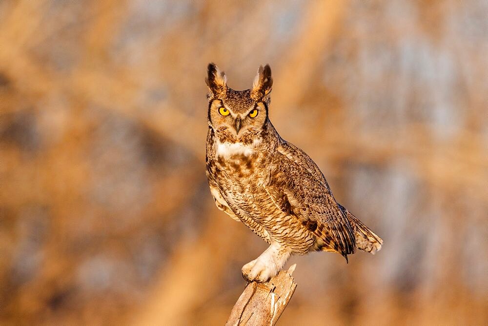 Great Horned Owl, Bubo virginianus