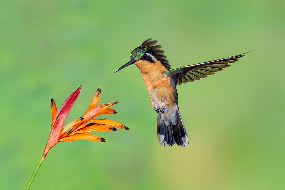 Purple-throated Mountain-gem