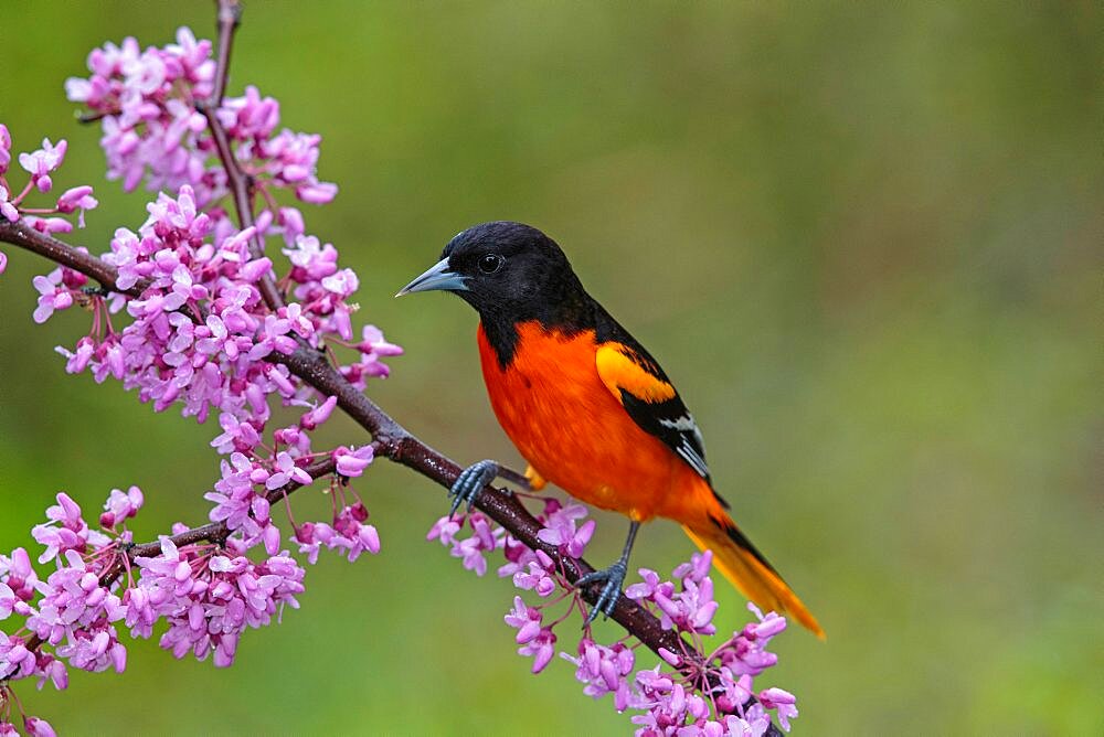 Baltimore Oriole (Icterus galbula)