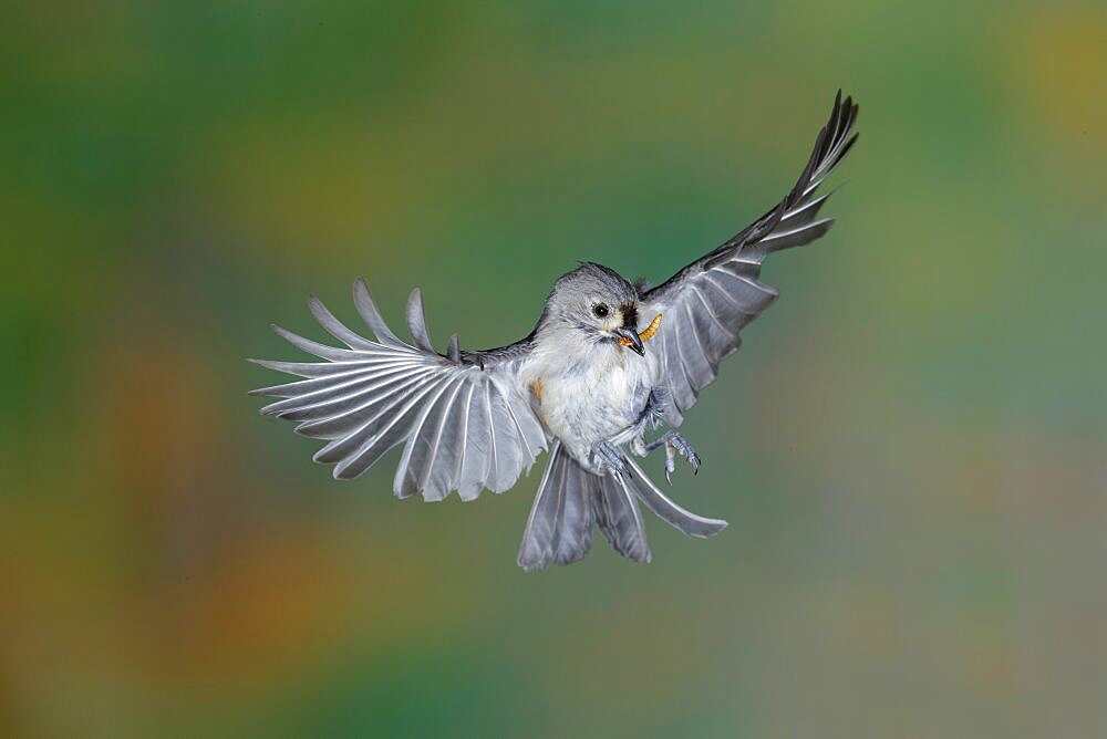 Tufted Titmouse