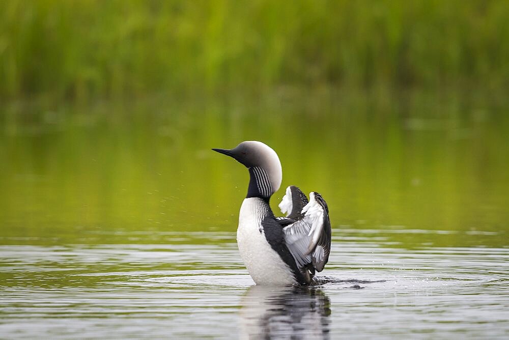 Pacific Loon