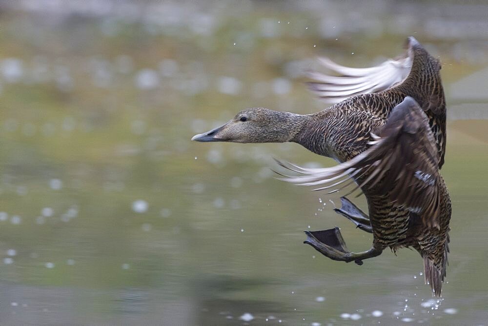 Common Eider