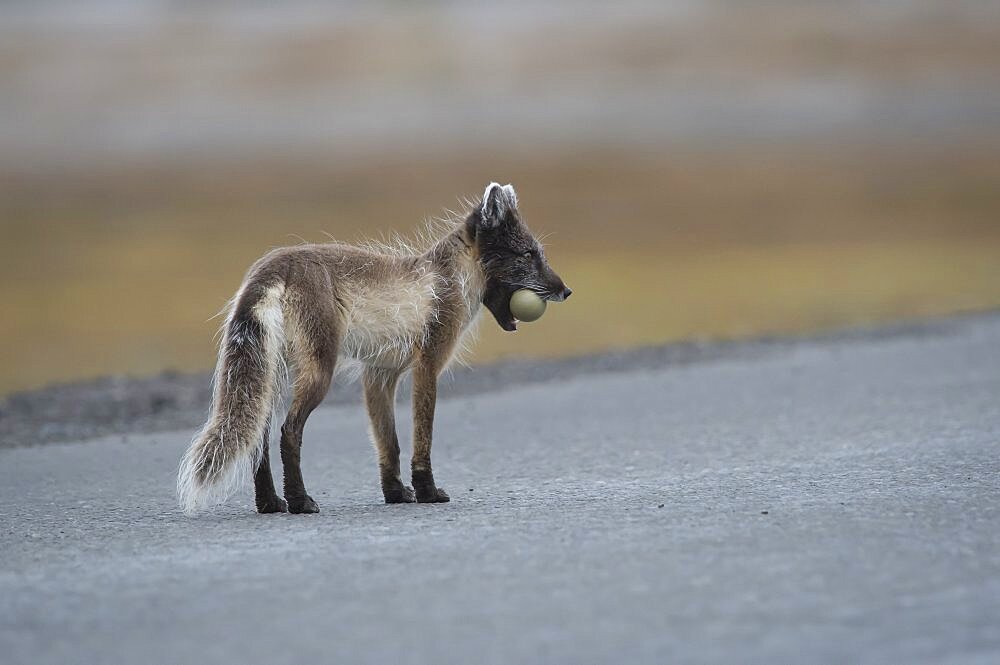 Arctic Fox with Common Eider Egg