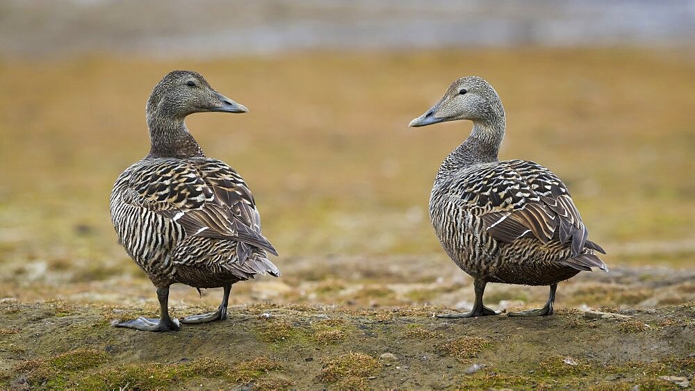 Common Eider Females