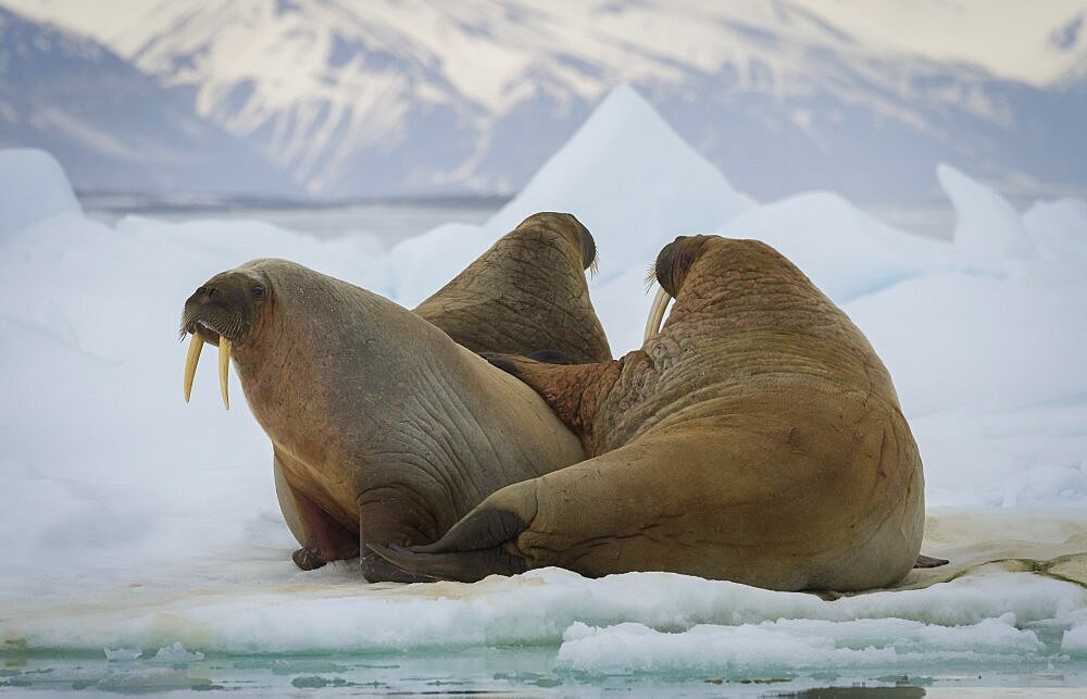 Walruses on Ice Floe