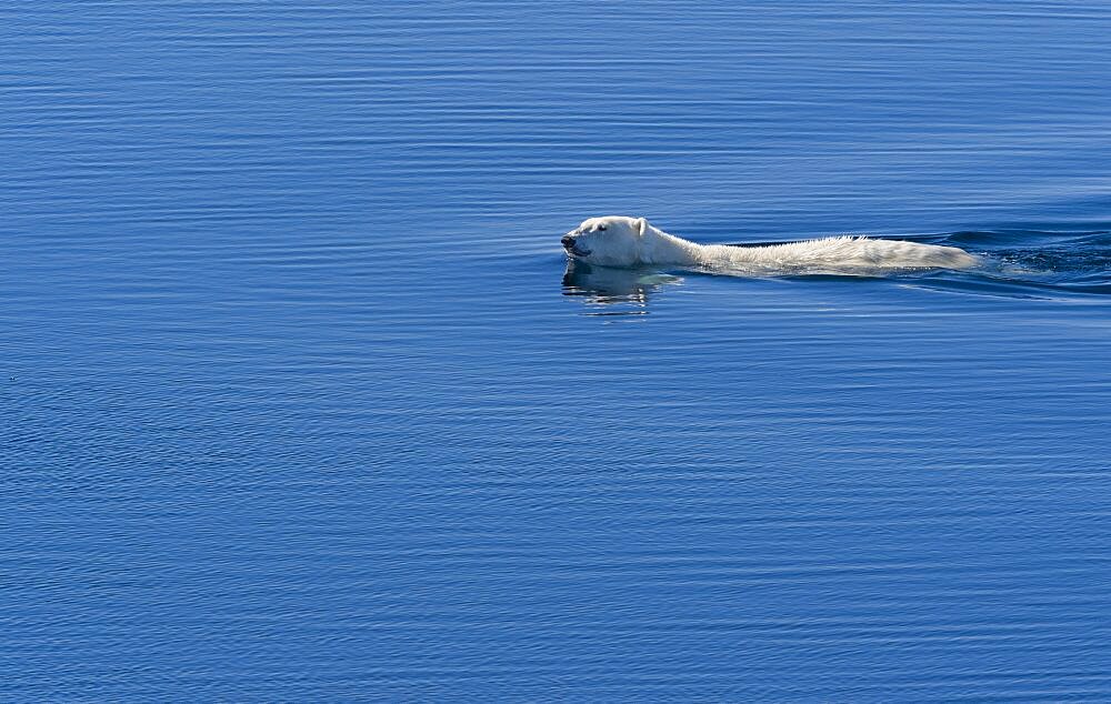 Polar Bear Swimming
