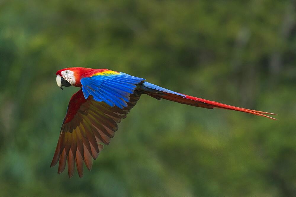 Scarlet Macaw