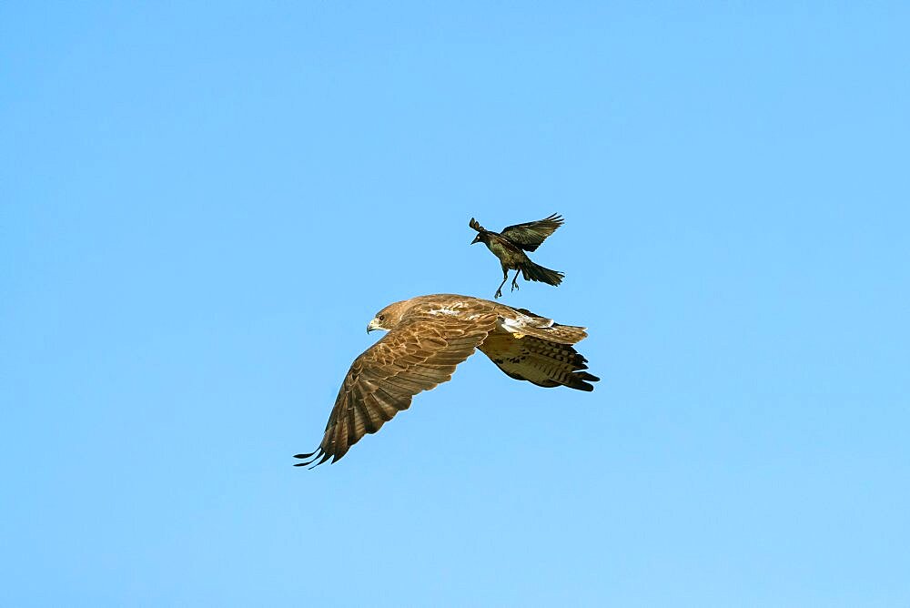 Swainson's Hawk, Buteo swainsoni