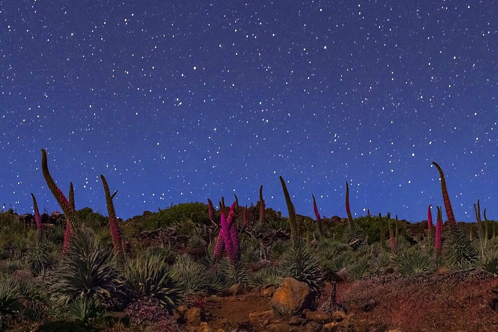 Echium wildpretii at Night, Canary Islands