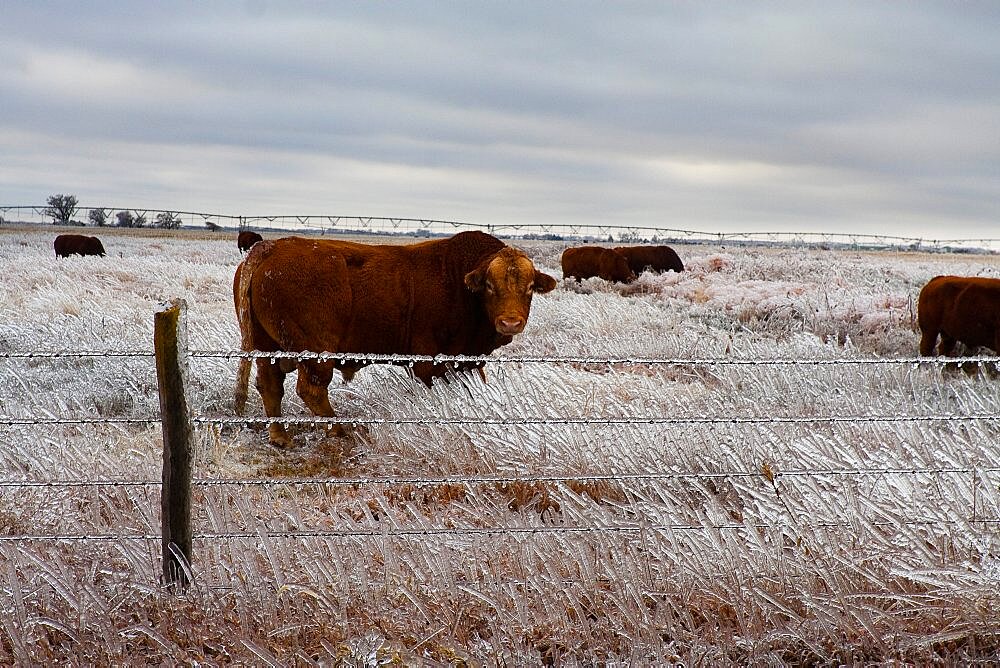 2006 Nebraska Ice Storm