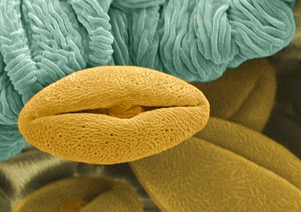 Pollen Grain, SEM