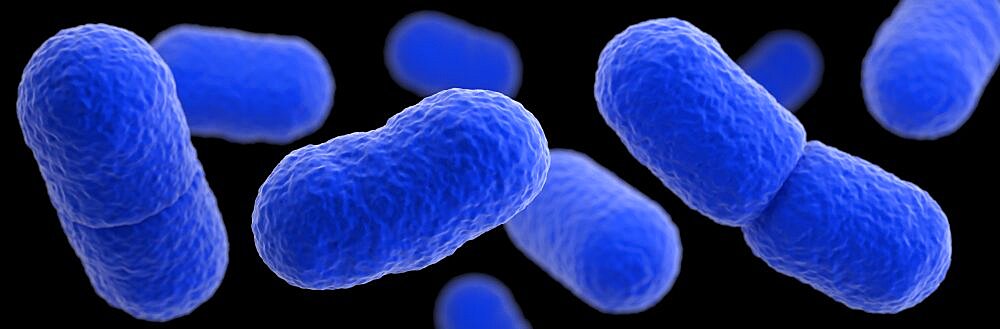 Listeria monocytogenes Bacteria, 3D Model