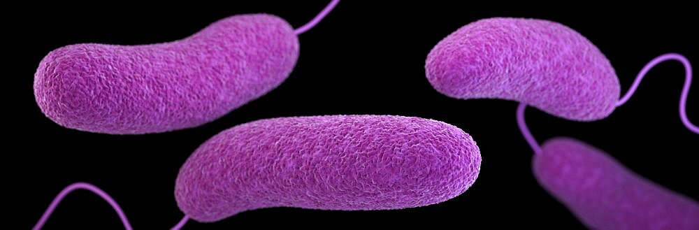 Vibrio parahaemolyticus Bacteria, 3D Model