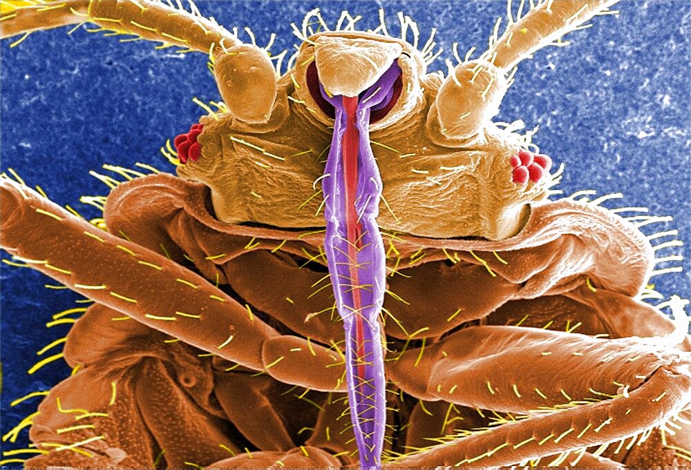 Cimex lectularius, Bed Bug, SEM