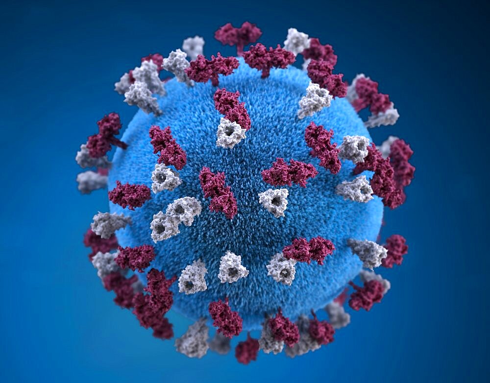 Measles Virus, 3D Model