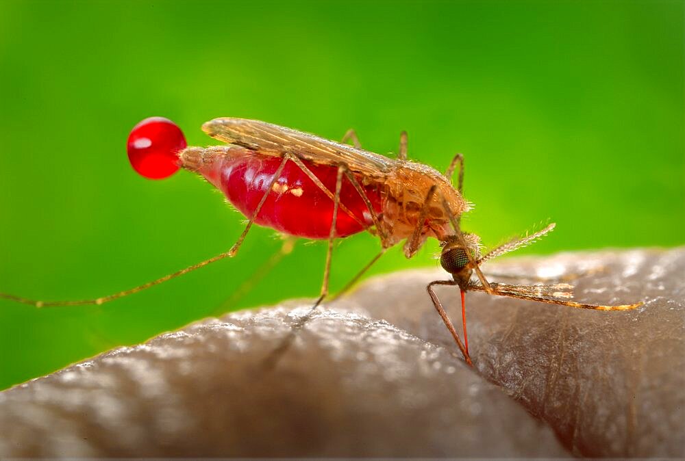 Anopheles gambiae Mosquito, Malaria Vector