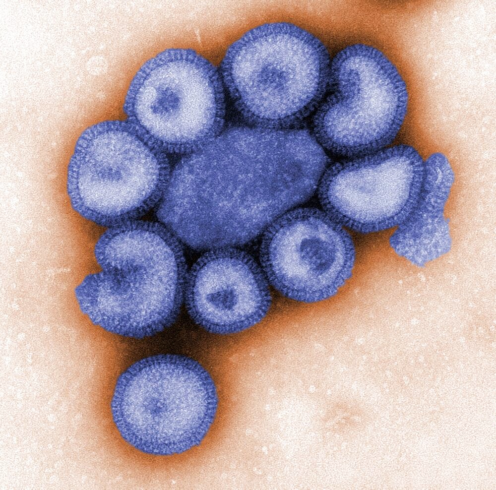 Influenza Virions