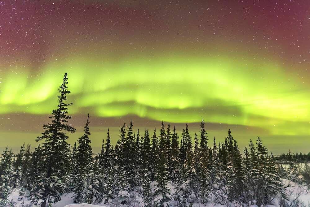 An aurora over the snowy boreal forest trees at the Chruchill Northern Studies Centre, Churchill, Manitoba, March 3, 2016. The display started the night quite impressively but then faded and subsided. This is a 10-second exposure a f/2 and ISO 3200 with the Nikon D750 and Sigma 20mm Art lens.