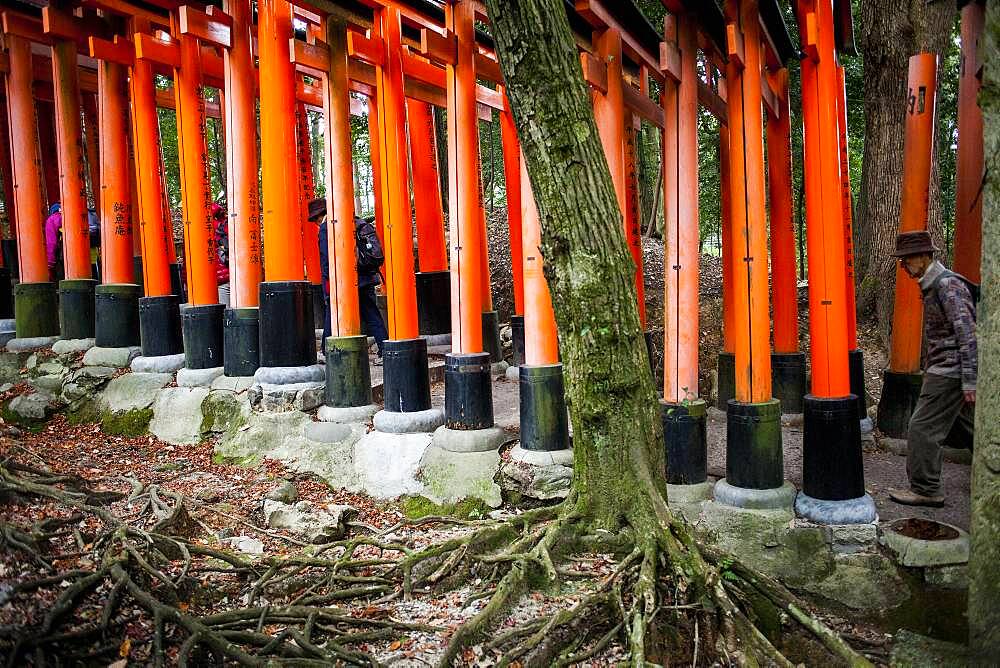 Torii gates at Fushimi Inari-Taisha sanctuary,Kyoto, Japan