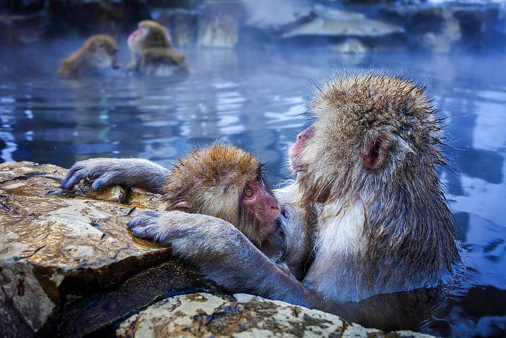 Monkeys in a natural onsen (hot spring), located in Jigokudani Monkey Park, Nagono prefecture,Japan.