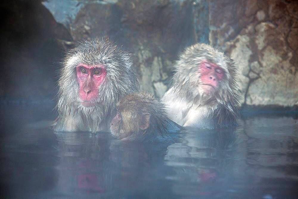 Monkeys in a natural onsen (hot spring), located in Jigokudani Monkey Park, Nagono prefecture,Japan.