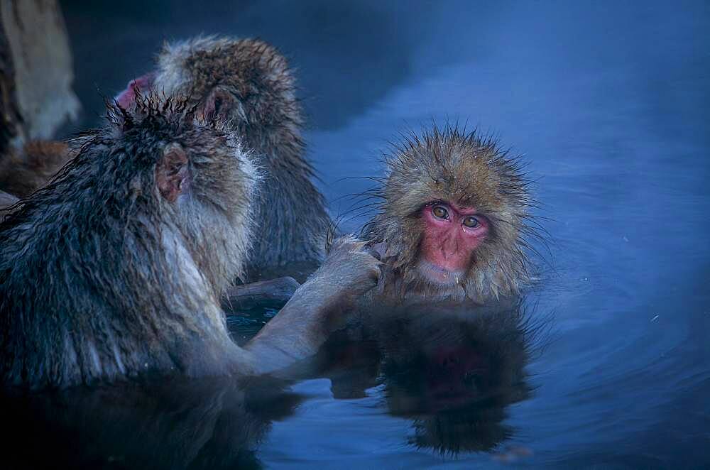 Monkeys in a natural onsen (hot spring), located in Jigokudani Monkey Park, Nagono prefecture,Japan.