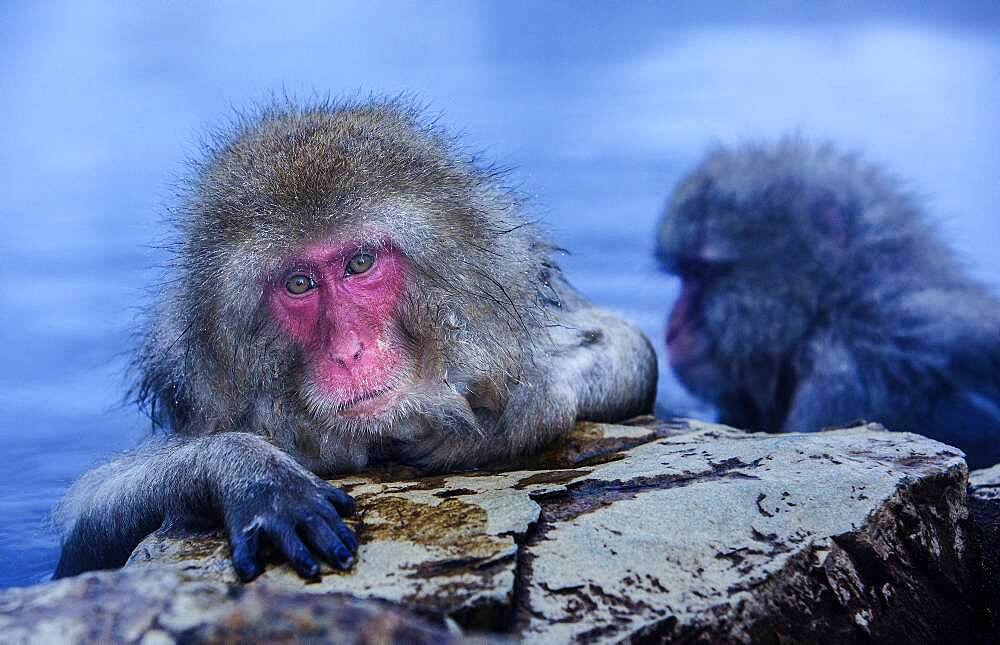 Monkeys in a natural onsen (hot spring), located in Jigokudani Monkey Park, Nagono prefecture,Japan.