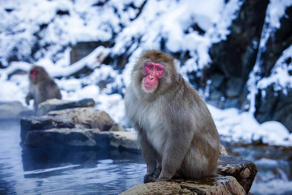 Monkeys in a natural onsen (hot spring), located in Jigokudani Monkey Park, Nagono prefecture,Japan.