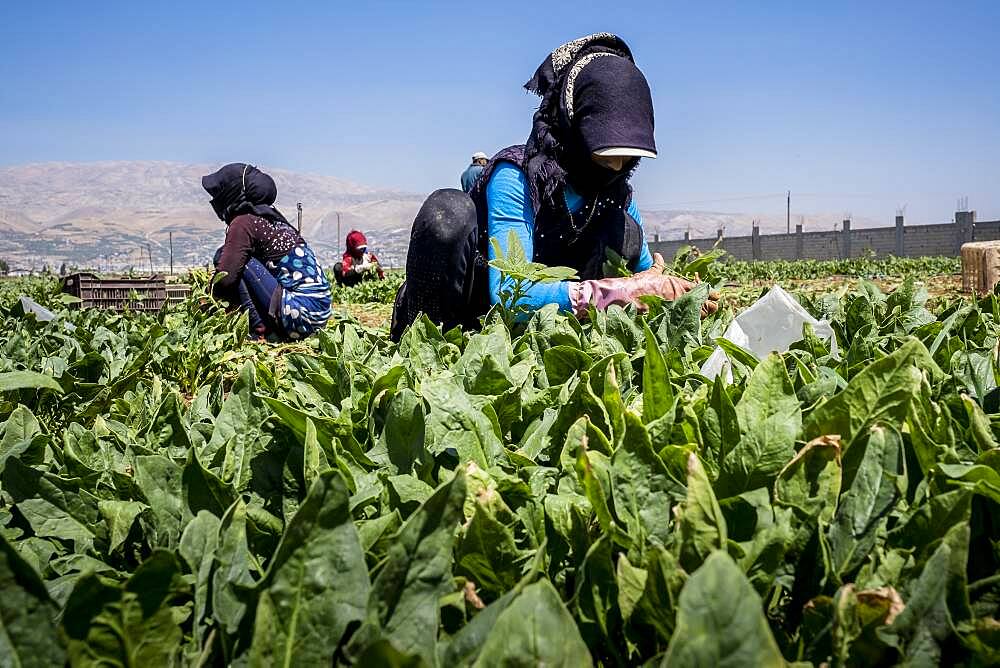 Women working, picking chards harvest, day laborers, syrian refugees, in Bar Elias, Bekaa Valley, Lebanon