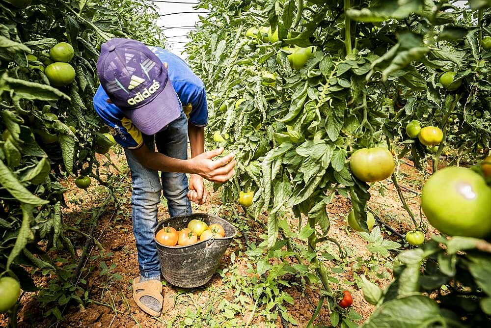 Khaled 13 years old, picking tomatoes harvest, day laborer, child labour, syrian refugee, Arsal, Bekaa Valley, Lebanon