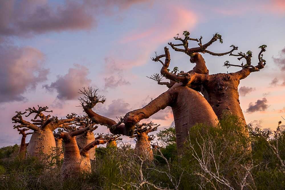 Baobabs near Andavadoaka, western Madagascar