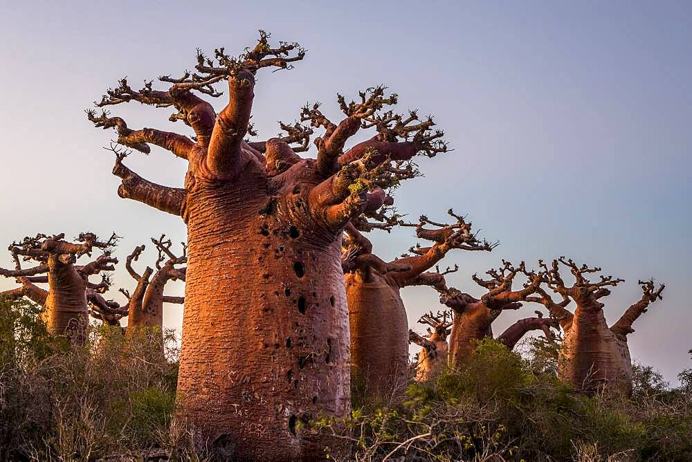 Baobabs near Andavadoaka, western Madagascar