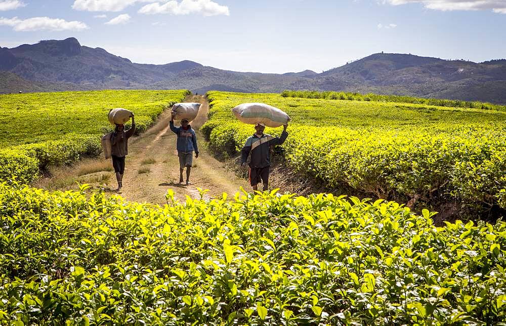 Tea harvest in Sahambavy, near Fianarantsoa city, Madagascar