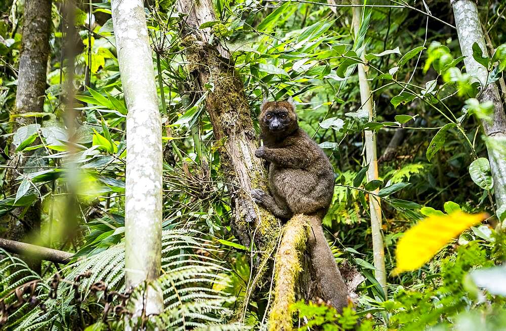 Lemur (Prolemur simus), in Ranomafana National Park. Madagascar, Africa