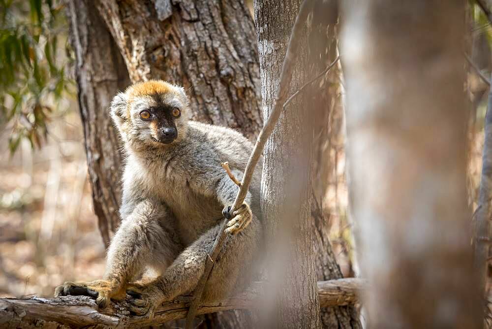 Red-fronted Brown Lemur in Isalo National Park, Madagascar.