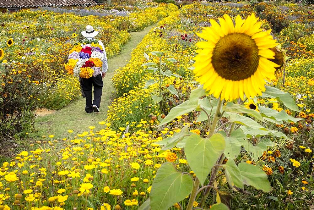 Silletero, flower farmer, Finca, silletera, farm, Vereda Barro Blanco,  Sector El Rosario, Medellín, Colombia