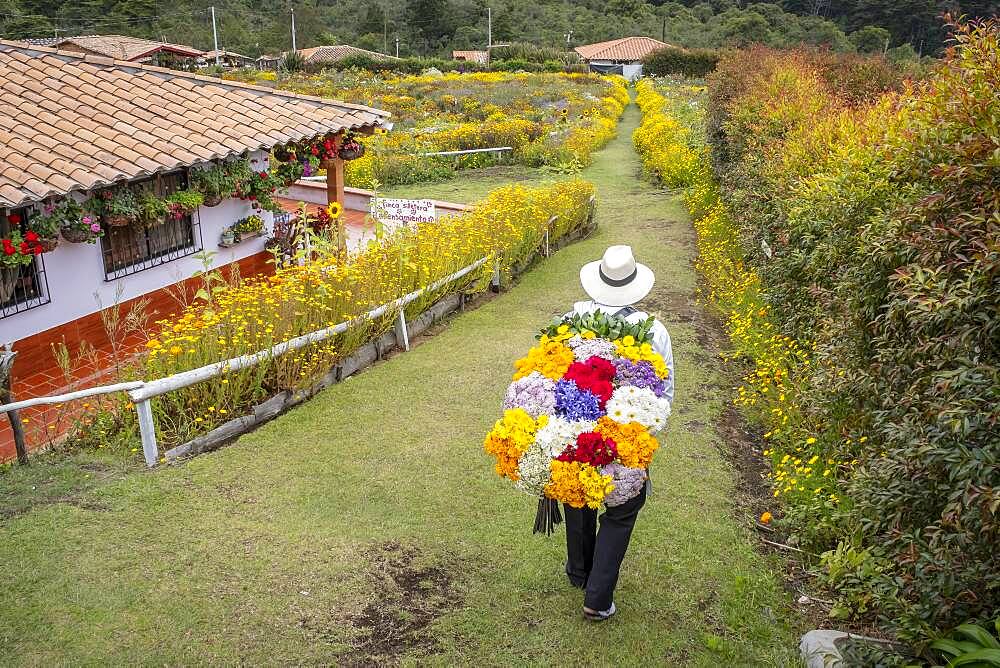 Silletero, flower farmer, Finca, silletera, farm, Vereda Barro Blanco,  Sector El Rosario, Medellín, Colombia