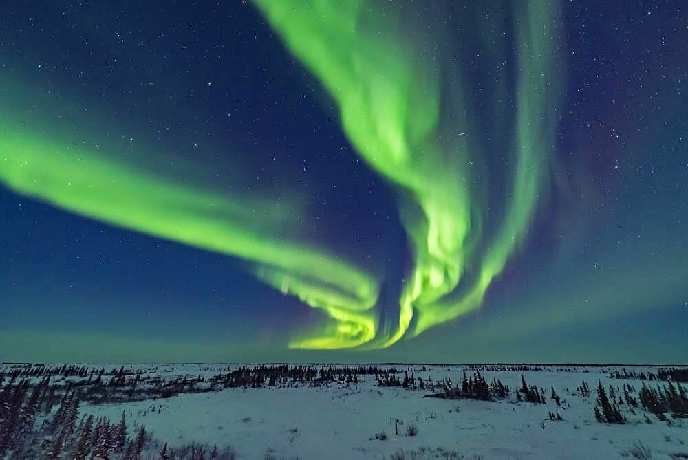 Curtains of aurora during an active storm on February 18, 2018 from the Churchill Northern Studies Centre, in the early evening in the last of the twilight. This night the aurora was brightest early in the evening. The Big Dipper is at left.