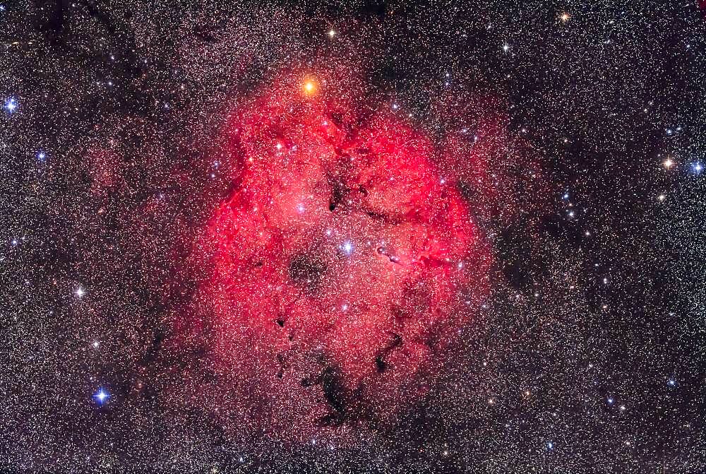 The large star-forming region of IC 1396 in Cepheus, taken September 5, 2018 from home in southern Alberta. The wide field includes the bright orange star Mu Cephei, or Herschel's Garnet Star, at top. The Elephant Trunk Nebula is at centre. North is at top.