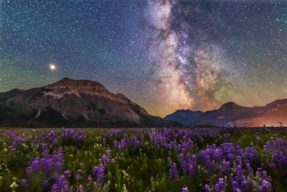 A flower-filled meadow at the Hay Barn Road at Waterton Lakes National Park, Alberta, with the summer Milky Way and Mars to the south over Waterton Valley and Vimy Peak at left.