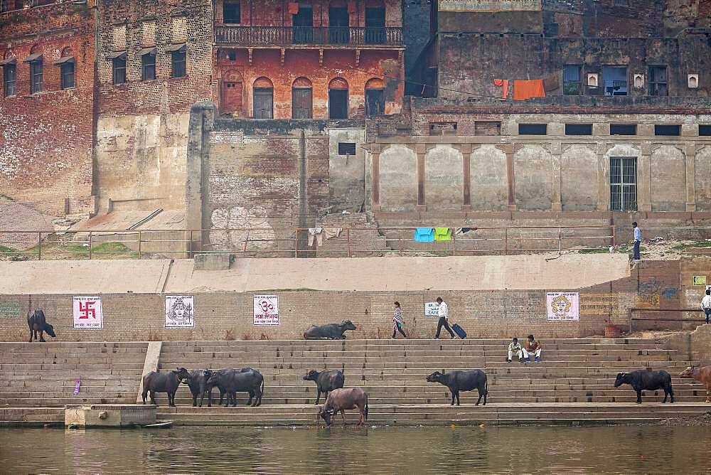 Buffaloes, Lalita ghat, in Ganges river, Varanasi, Uttar Pradesh, India.